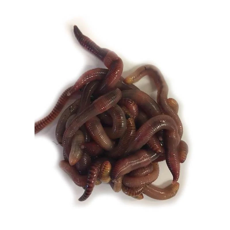 VERS DENDROS 3 VERS DENDROS